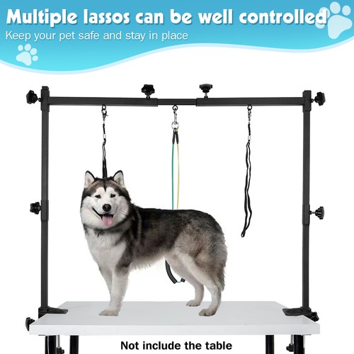 Dog pet grooming - pet,