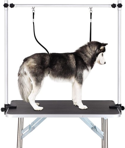 Professional dog pet - dog,