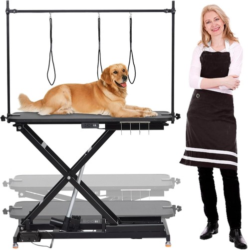 Professional dog pet - dog,